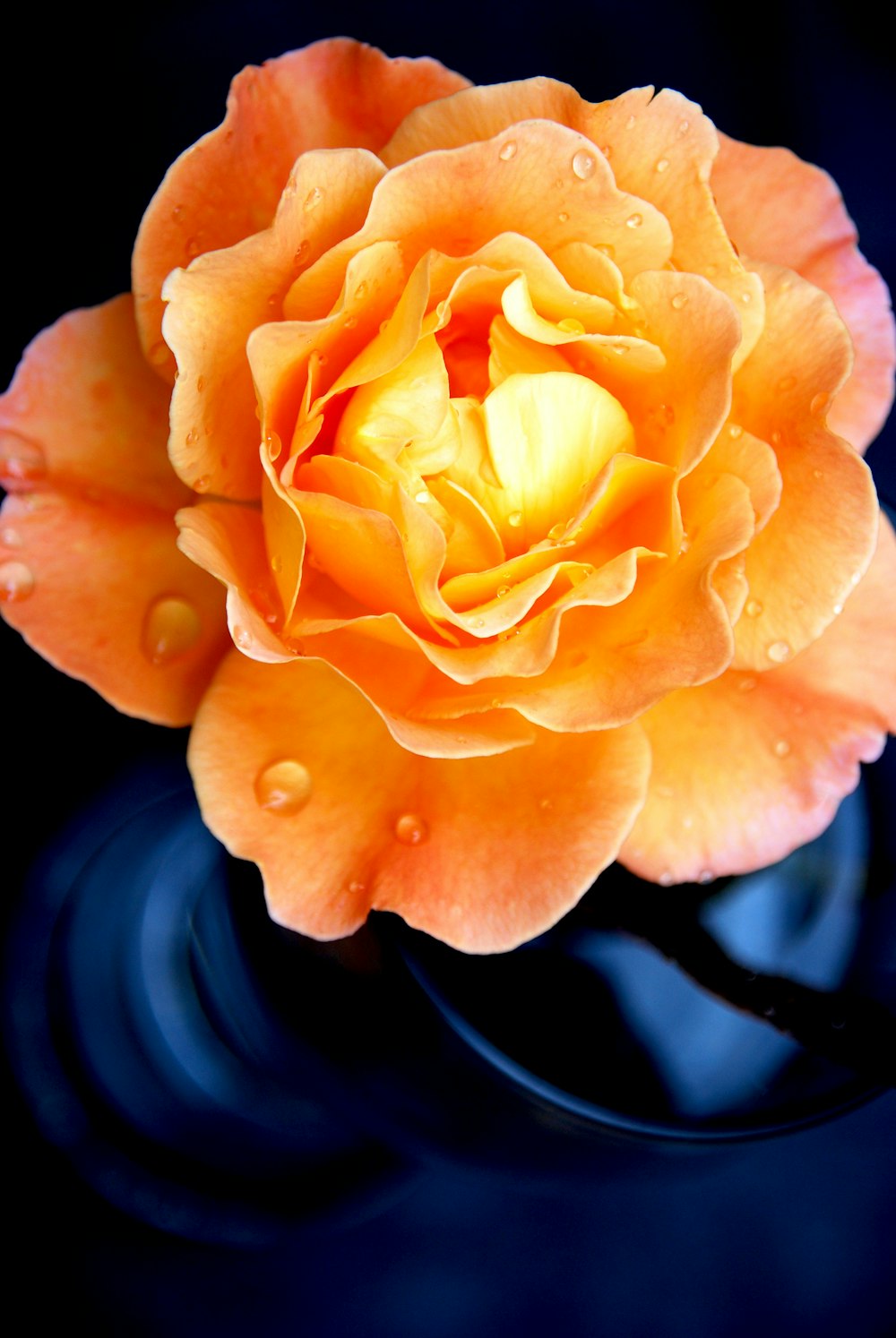 fotografia a fuoco superficiale di fiori d'arancio