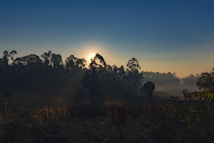 The image portrays a serene landscape during sunrise, with the sun partially obscured by a line of tall trees, casting long shadows and beams of light across a field. The atmosphere is misty, creating a soft gradient in the sky from dark blue to pale yellow.