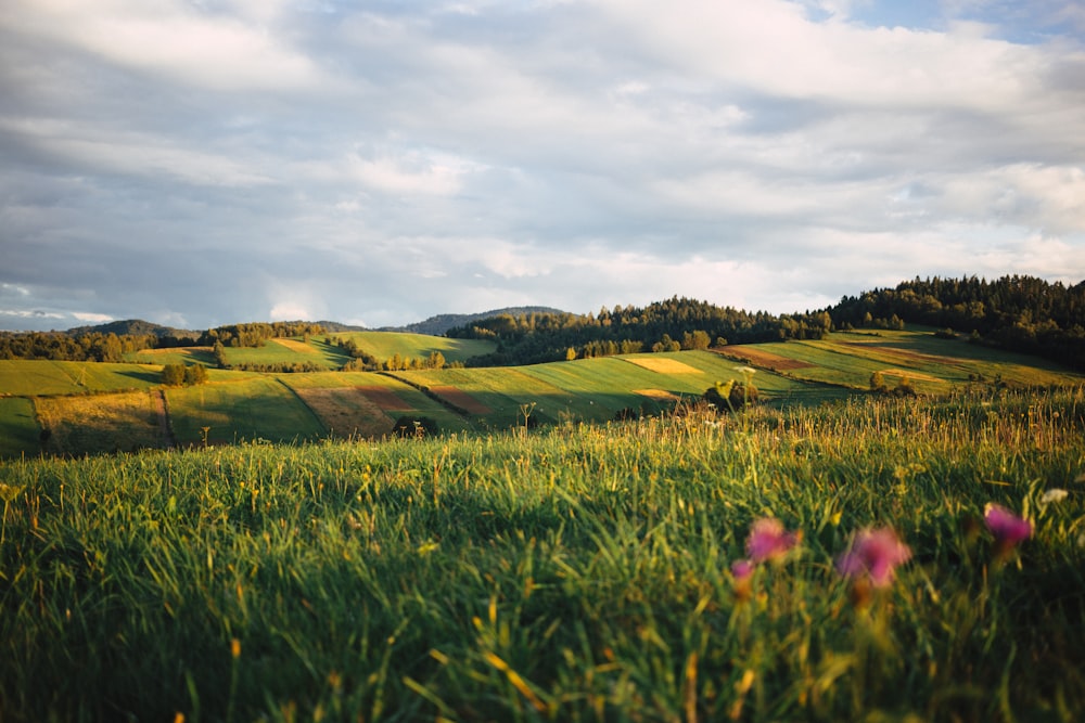 Pianure di campo verde sotto il cielo nuvoloso