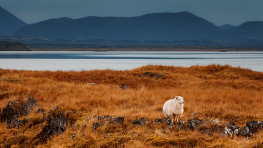 white sheep in the middle of brown meadows during day in Mývatn Iceland