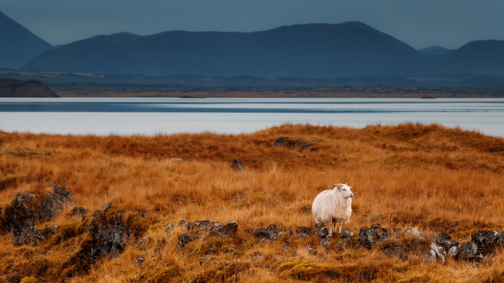 white sheep in the middle of brown meadows during day
