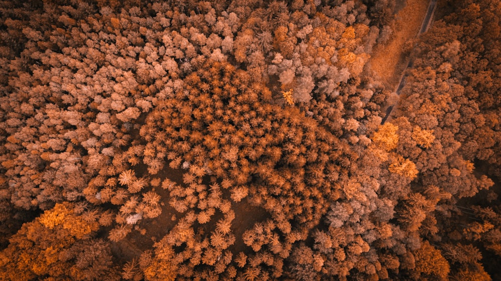 aerial photography of brown forest