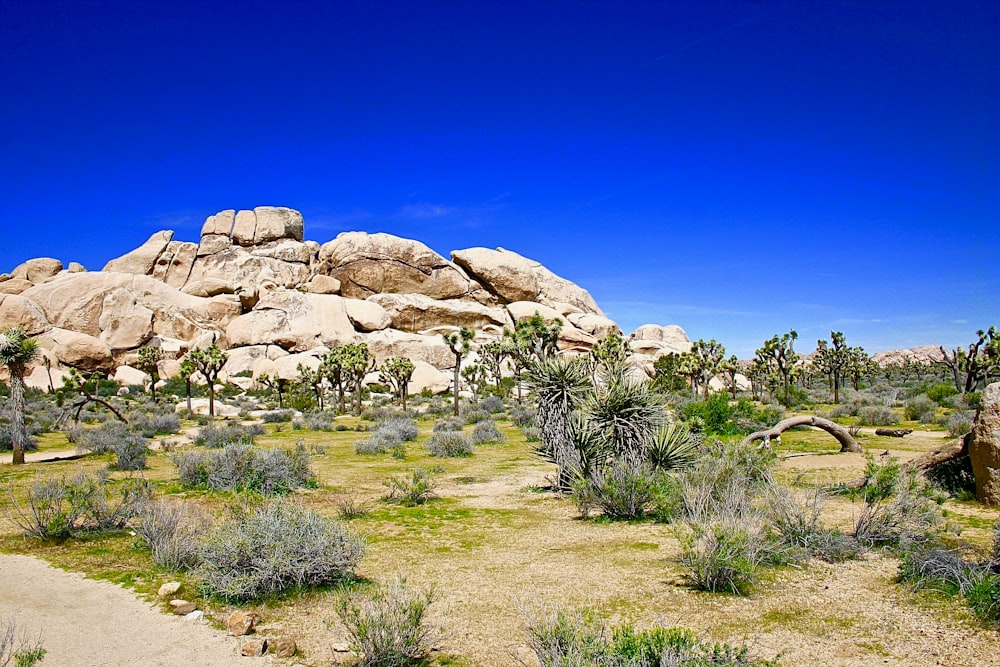 beige boulder near trees under blue sky