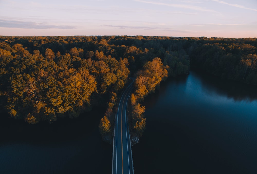 green trees and black bridge under blue sky