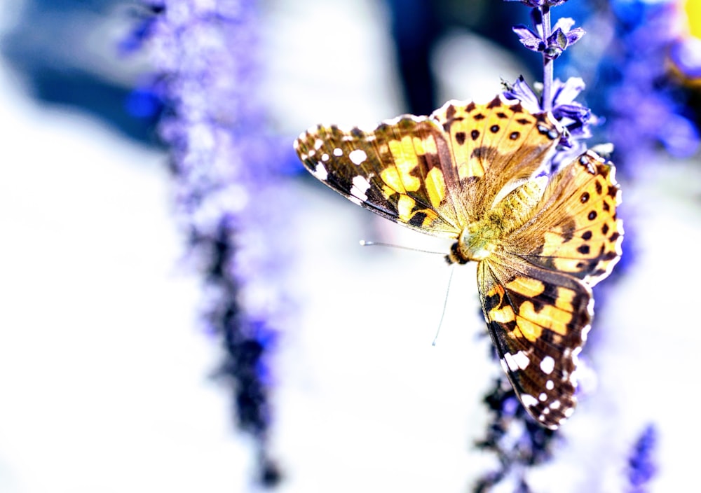 Photographie à mise au point peu profonde de papillon brun