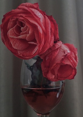 Two red roses are placed inside a wine glass, with their stems submerged in liquid. The petals have a velvety texture and their vibrant red contrasts with the more muted background. The composition creates an elegant and artistic presentation.