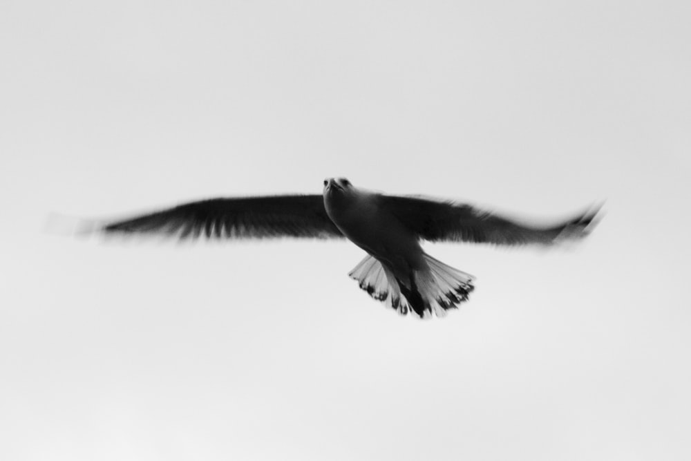 fliegender Vogel