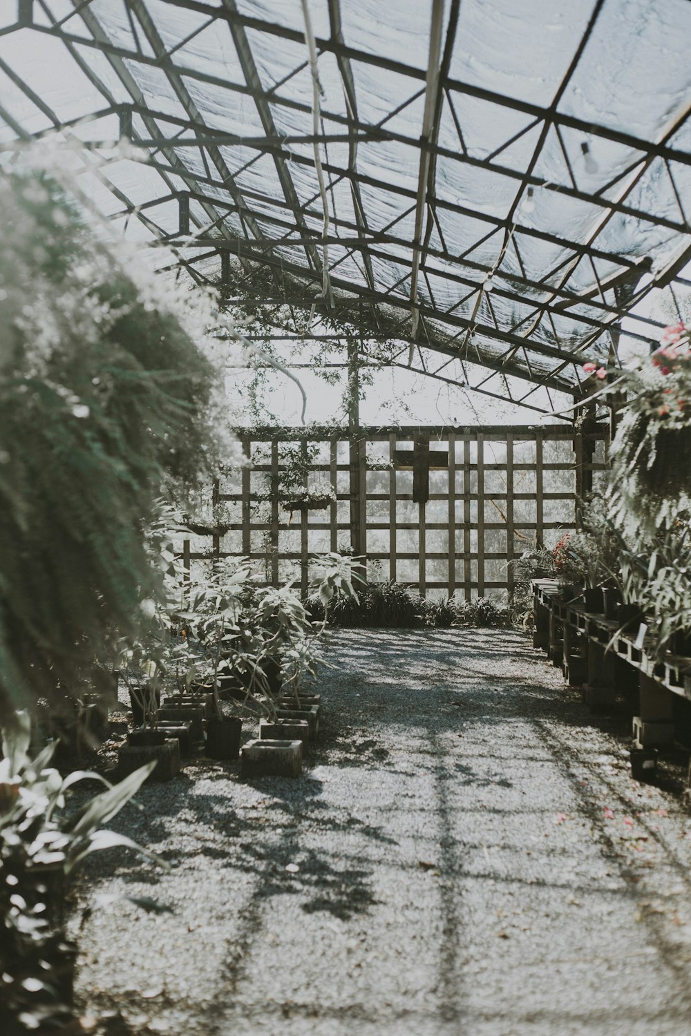 grayscale photography of greenhouse