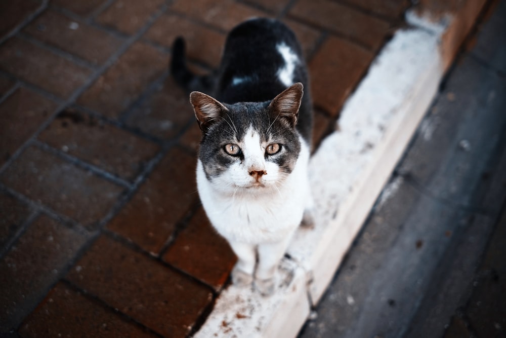 fotografia a fuoco superficiale di gatto in bianco e nero