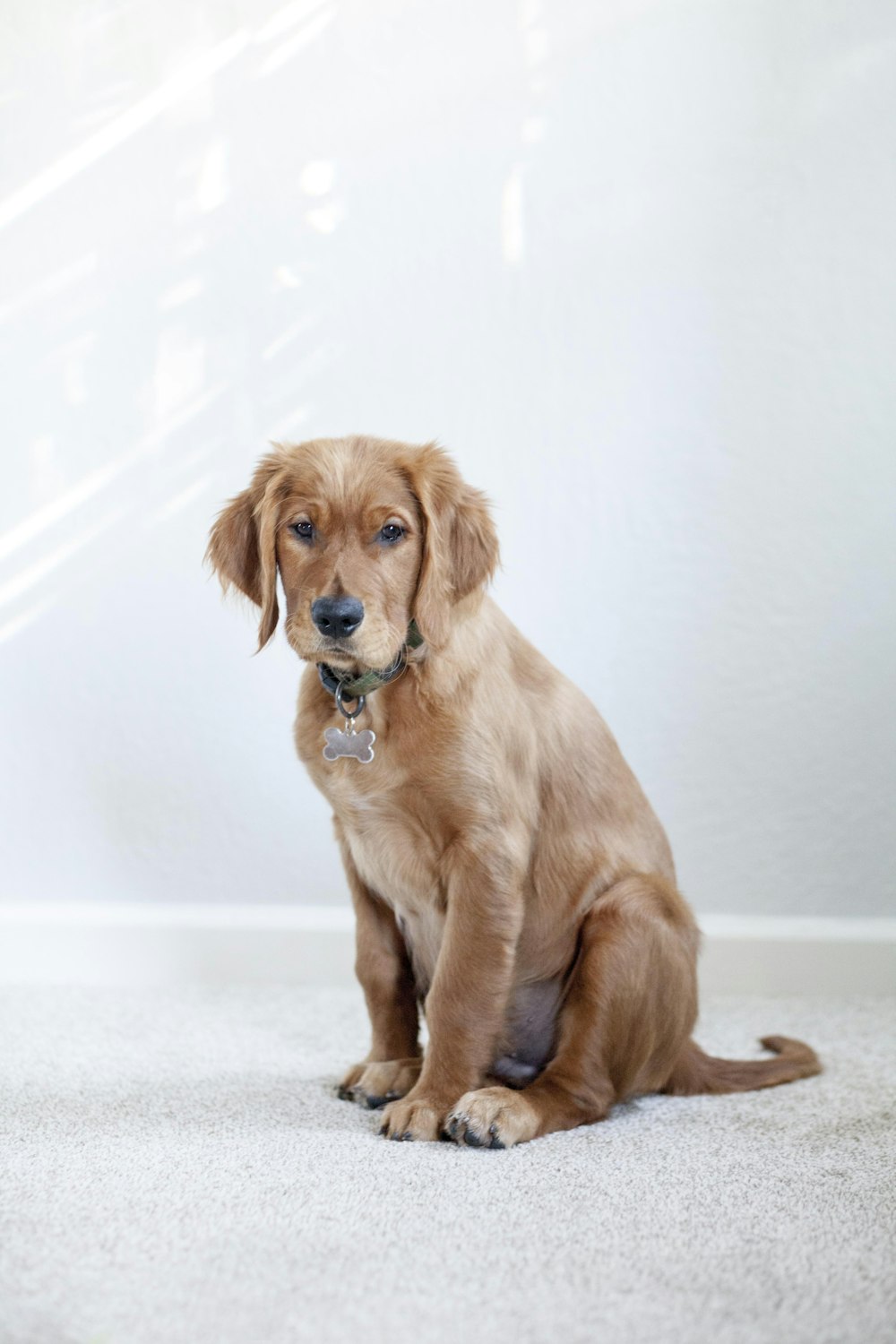 perro marrón de pelo medio