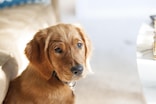 Golden Retriever puppy looking curiously into the camera.