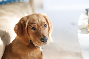 A golden retriever puppy with soft, shiny fur looks attentively towards the camera. The puppy has a gentle and curious expression. The background is softly blurred, accentuating the dog's features. The lighting is bright and adds warmth to the scene.