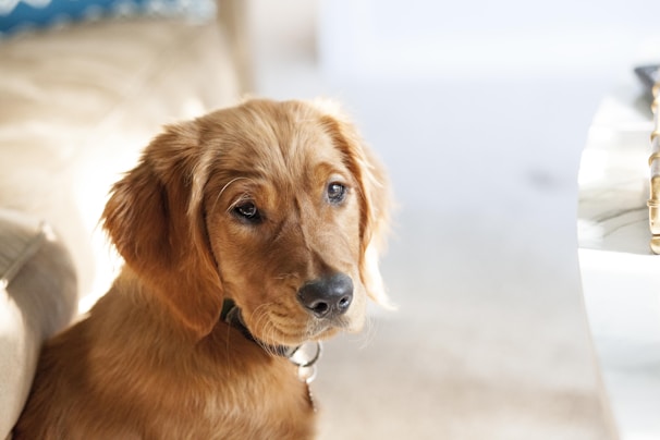 Golden Retriever puppy looking curiously into the camera.