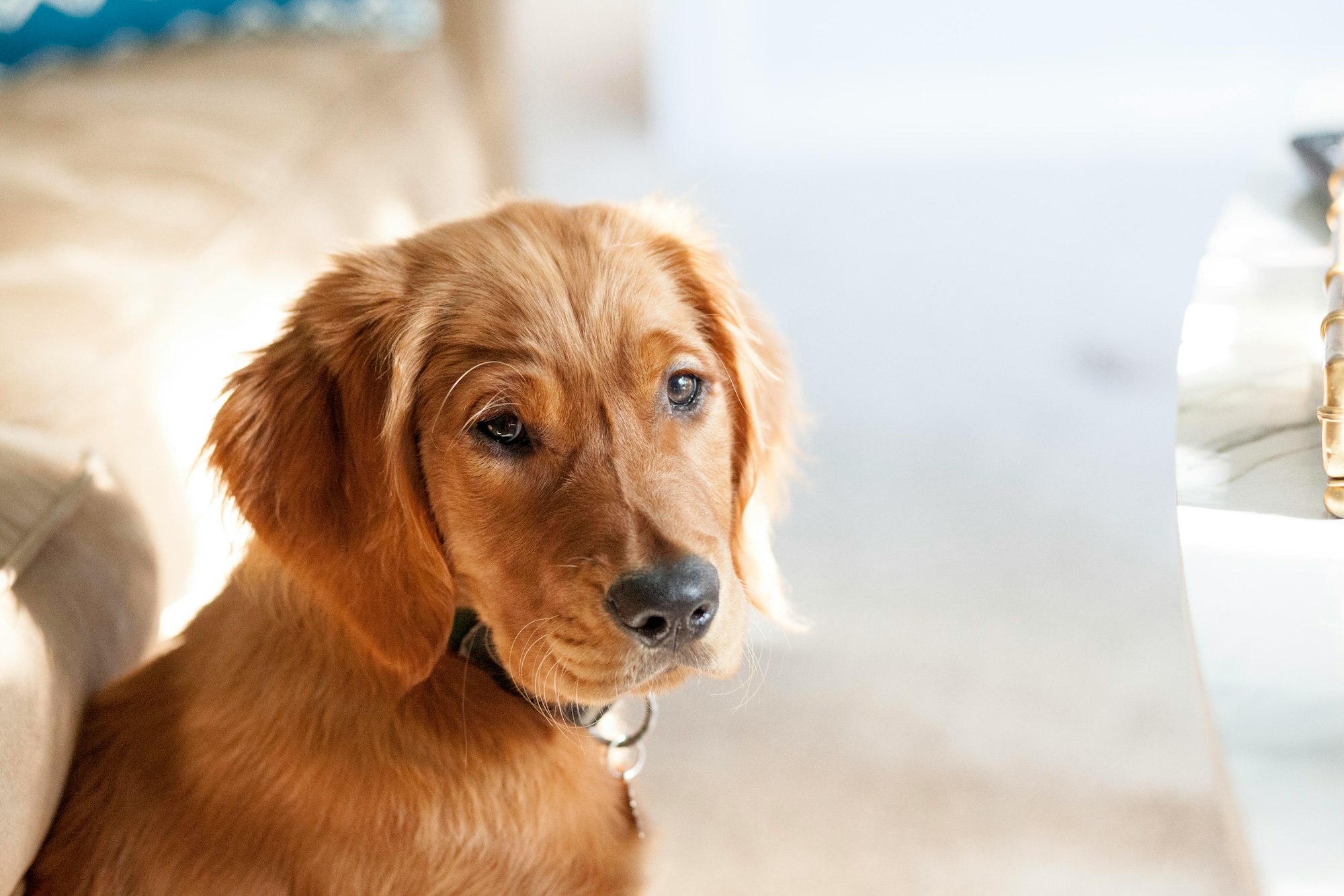 adult golden retriever