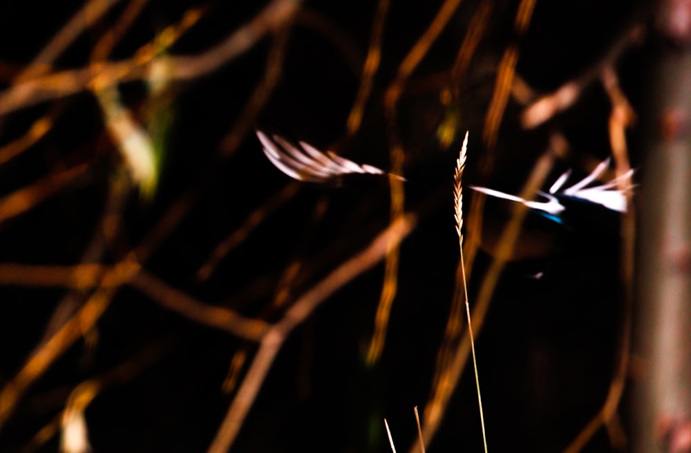 brown and blue feather on brown stem