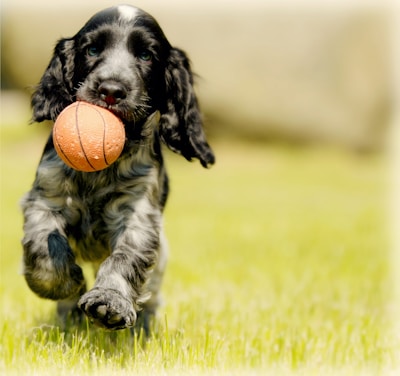 depth photography of black and white dog carry red ball