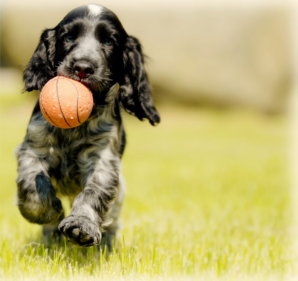 fotografia de profundidade do cão preto e branco carregar bola vermelha