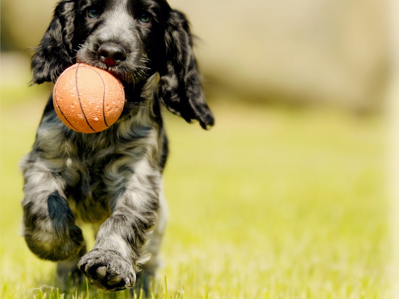 depth photography of black and white dog carry red ball