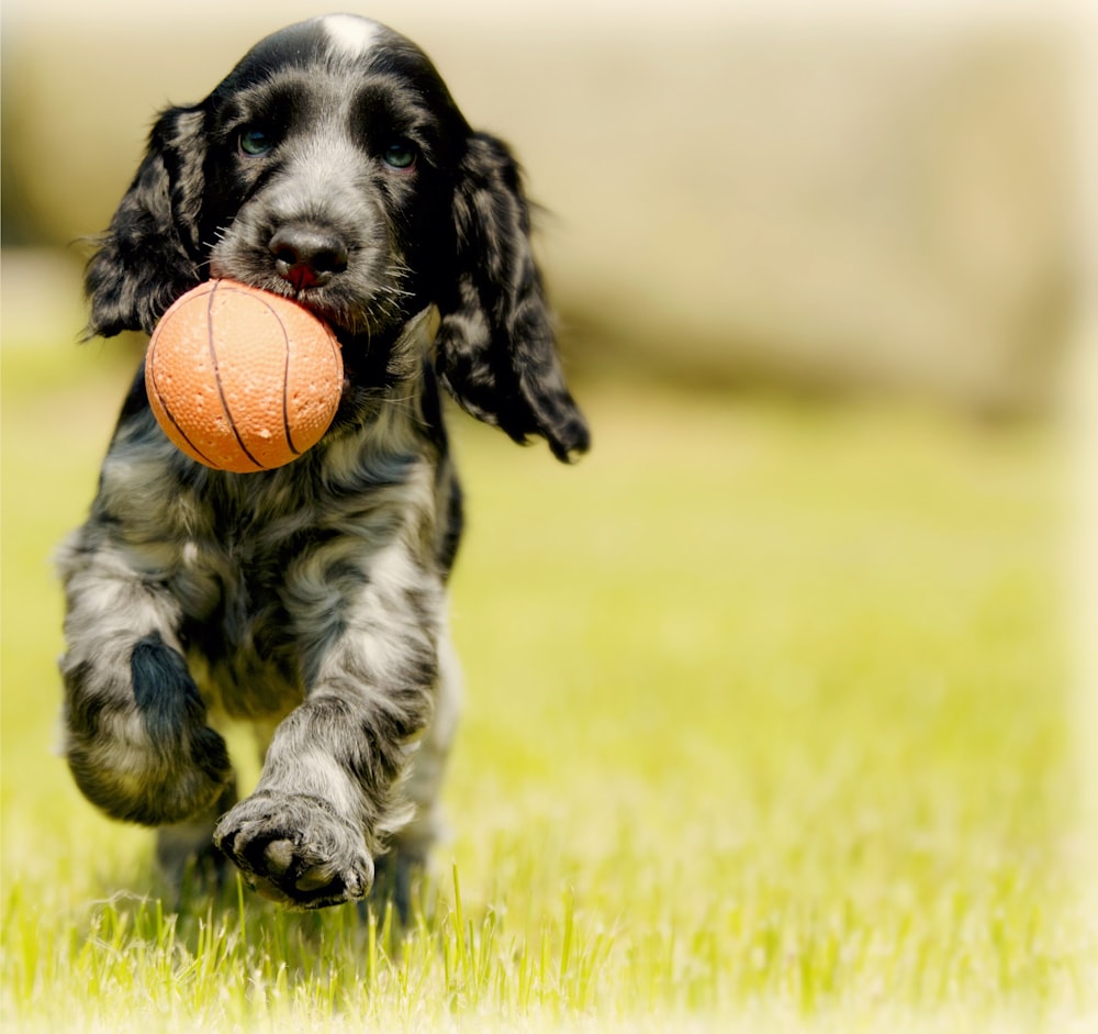 黒と白の犬の深さの写真は赤いボールを運ぶ