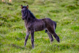 shallow focus photography of black donkey