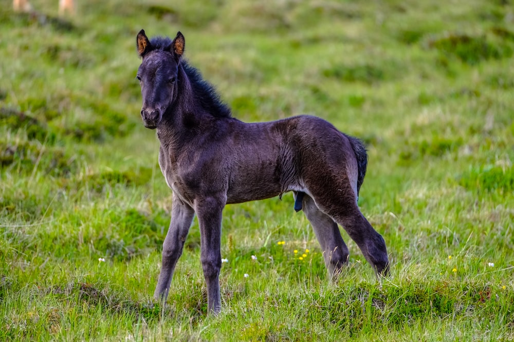 Fotografia de foco raso de burro preto