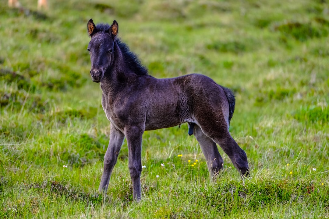shallow focus photography of black donkey, Baby Horse