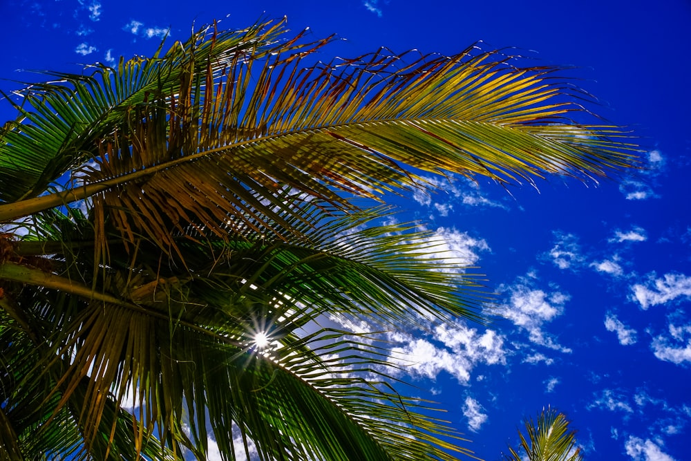 palm tree under blue sky