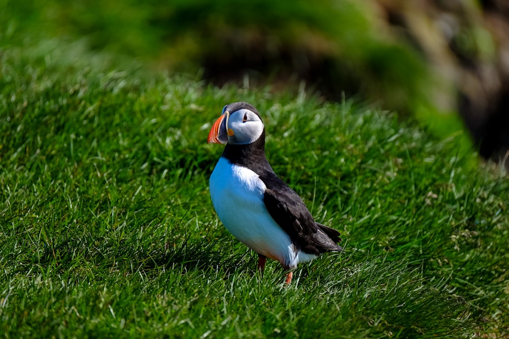 white and black bird standing on grass