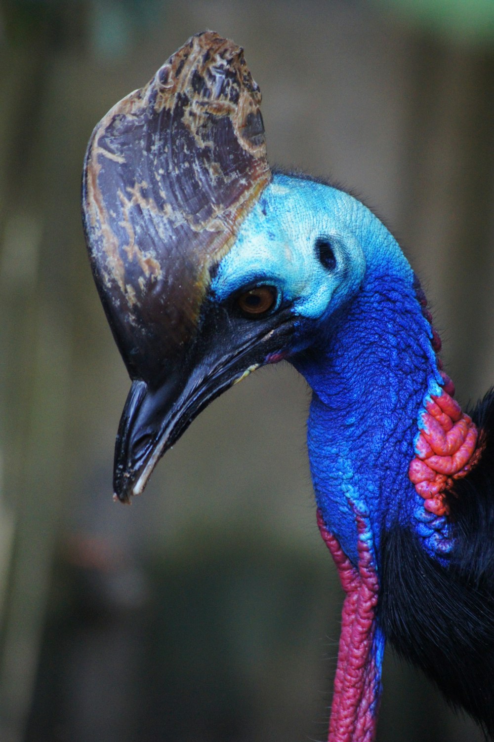 foto ravvicinata dell'uccello dalla testa blu