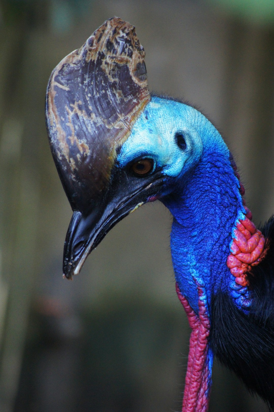 closeup photo of blue head bird