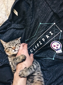 A tabby cat is playfully holding onto a person's hand. The hand and cat are resting on a dark fabric with a design featuring geometric lines and the text 'CLARIFAI'. There is also a colorful sticker with a skull logo nearby.