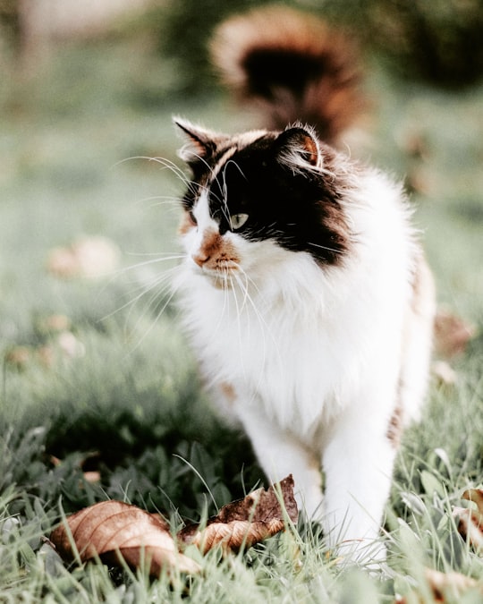 shallow focus photography of white and black cat in Nantes France