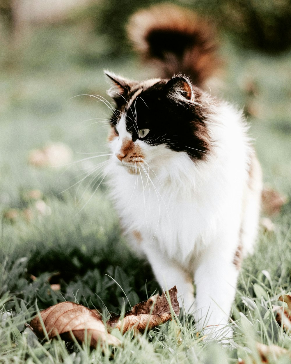 Fotografia de foco raso de gato branco e preto