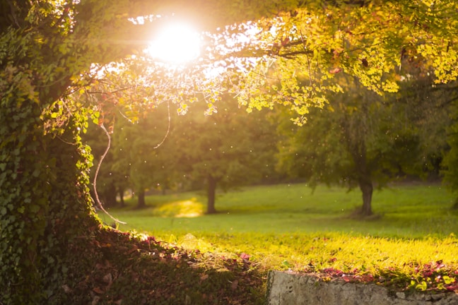 A tranquil outdoor scene with soft sunlight filtering through spring green leaves, inviting calm and reflection.