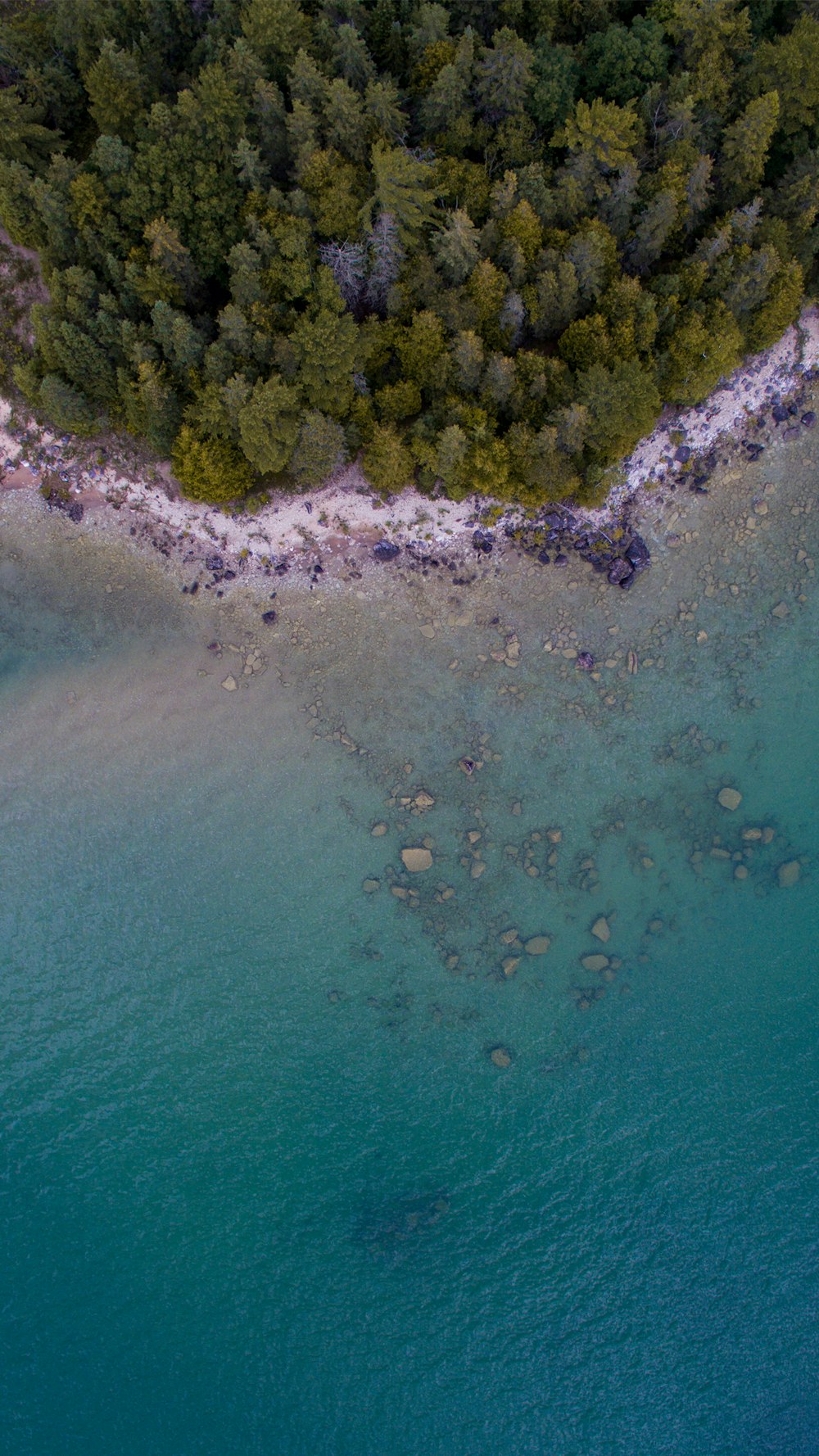 aerial photography of forest beside body of water at daytime