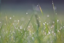 Dew-covered grass blades create a serene and peaceful scene. Droplets of water glisten in the soft morning light, giving a fresh and calming atmosphere. The background is softly blurred, enhancing the focus on the foreground details.