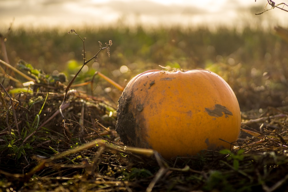 photo of pumpkin on grass