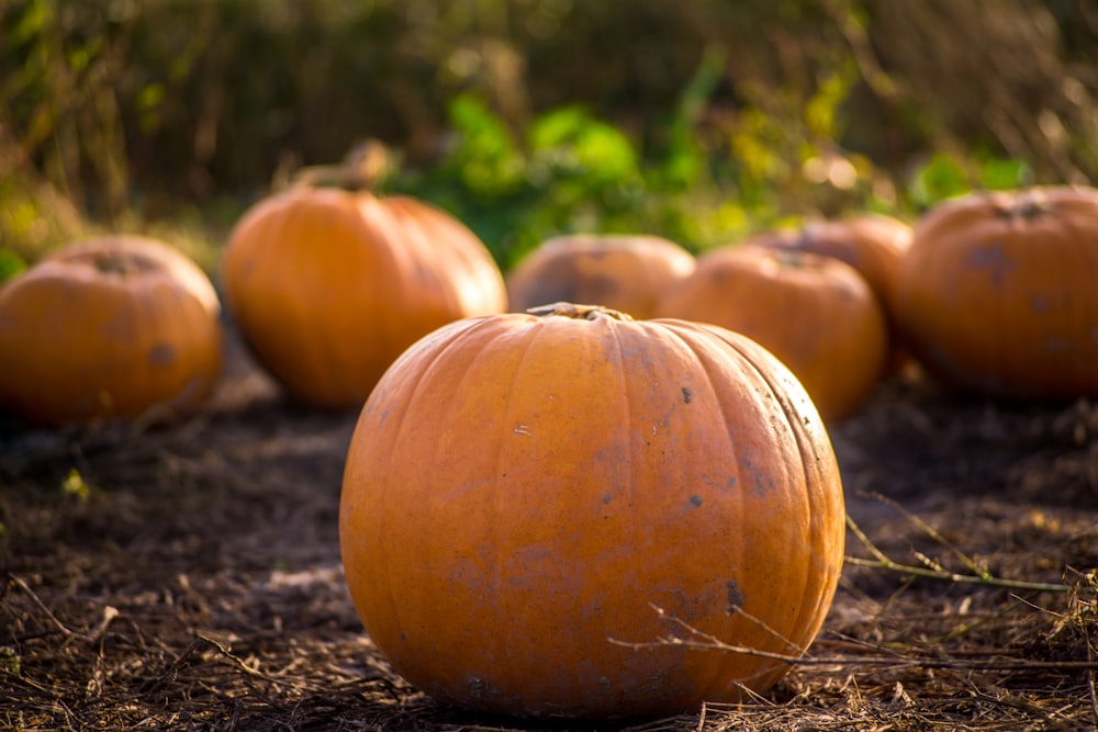 pumpkin on gray soil