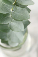 Close-up photo of eucalyptus leaves resting gently on a white textured card.