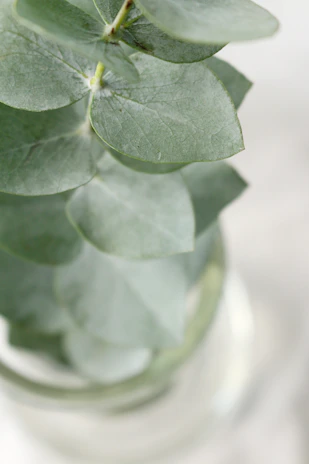 Close-up photo of eucalyptus leaves resting gently on a white textured card.