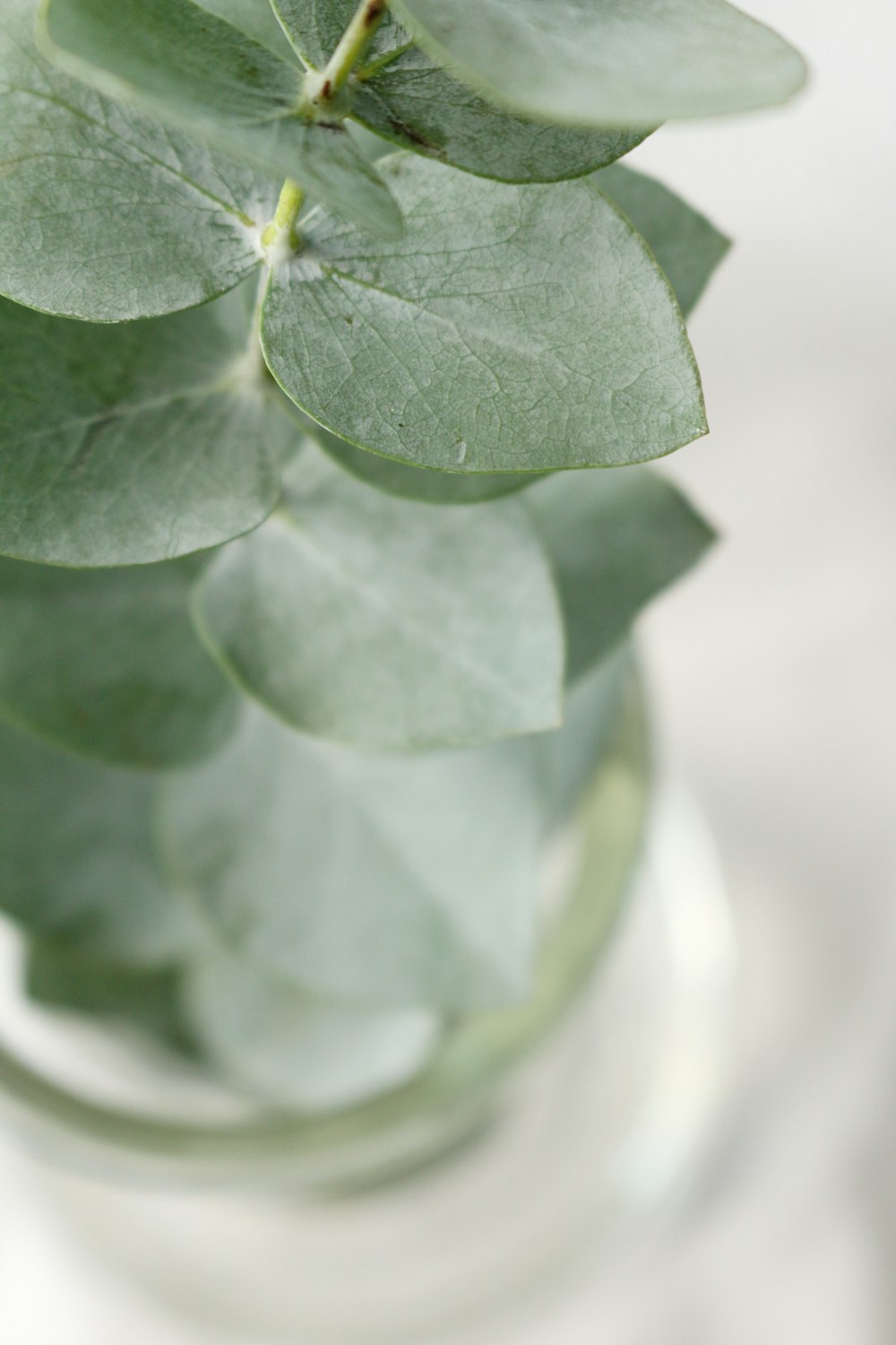 shallow focus photography of oregano plant