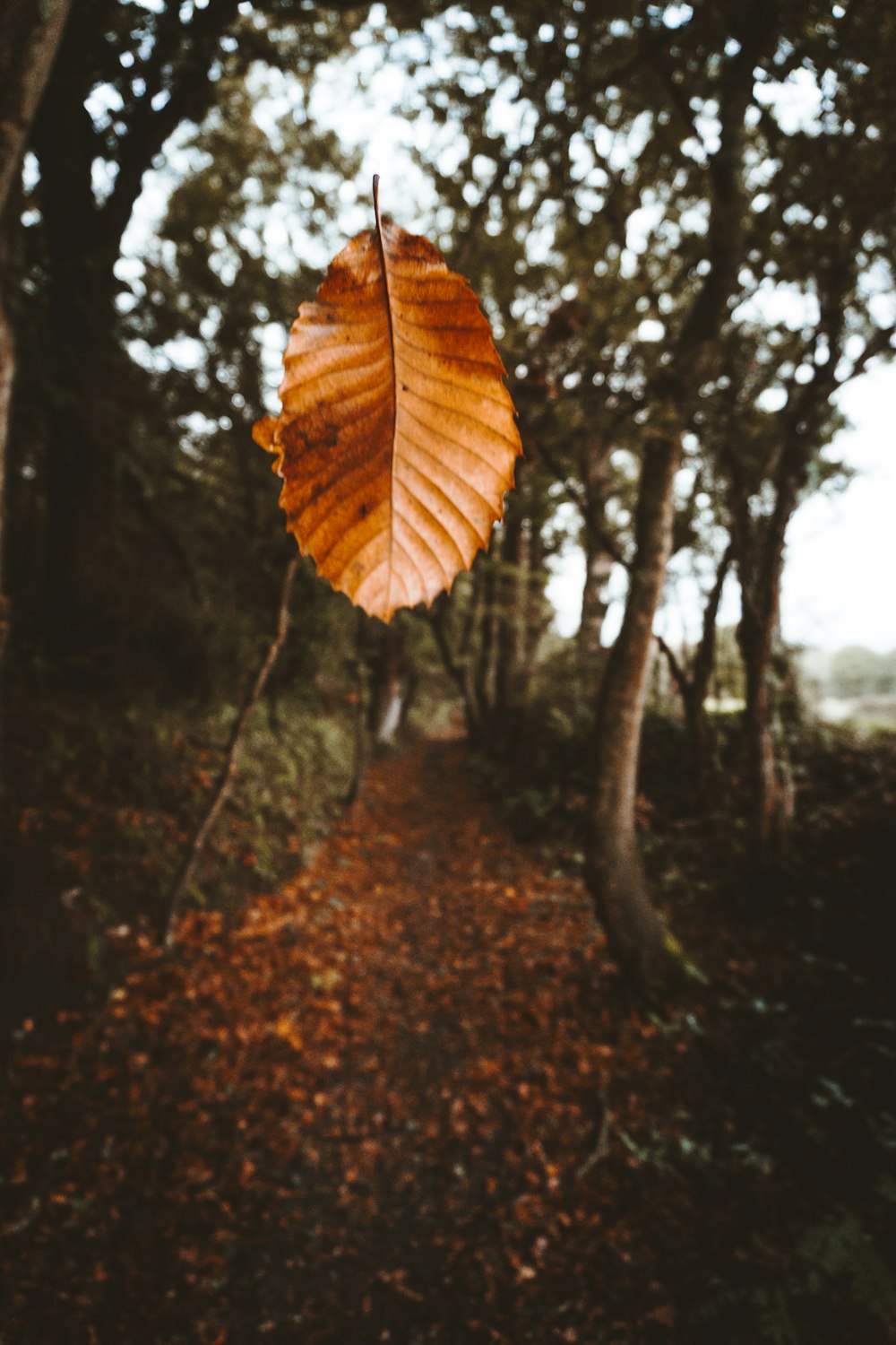 shallow focus photography of brown leaf