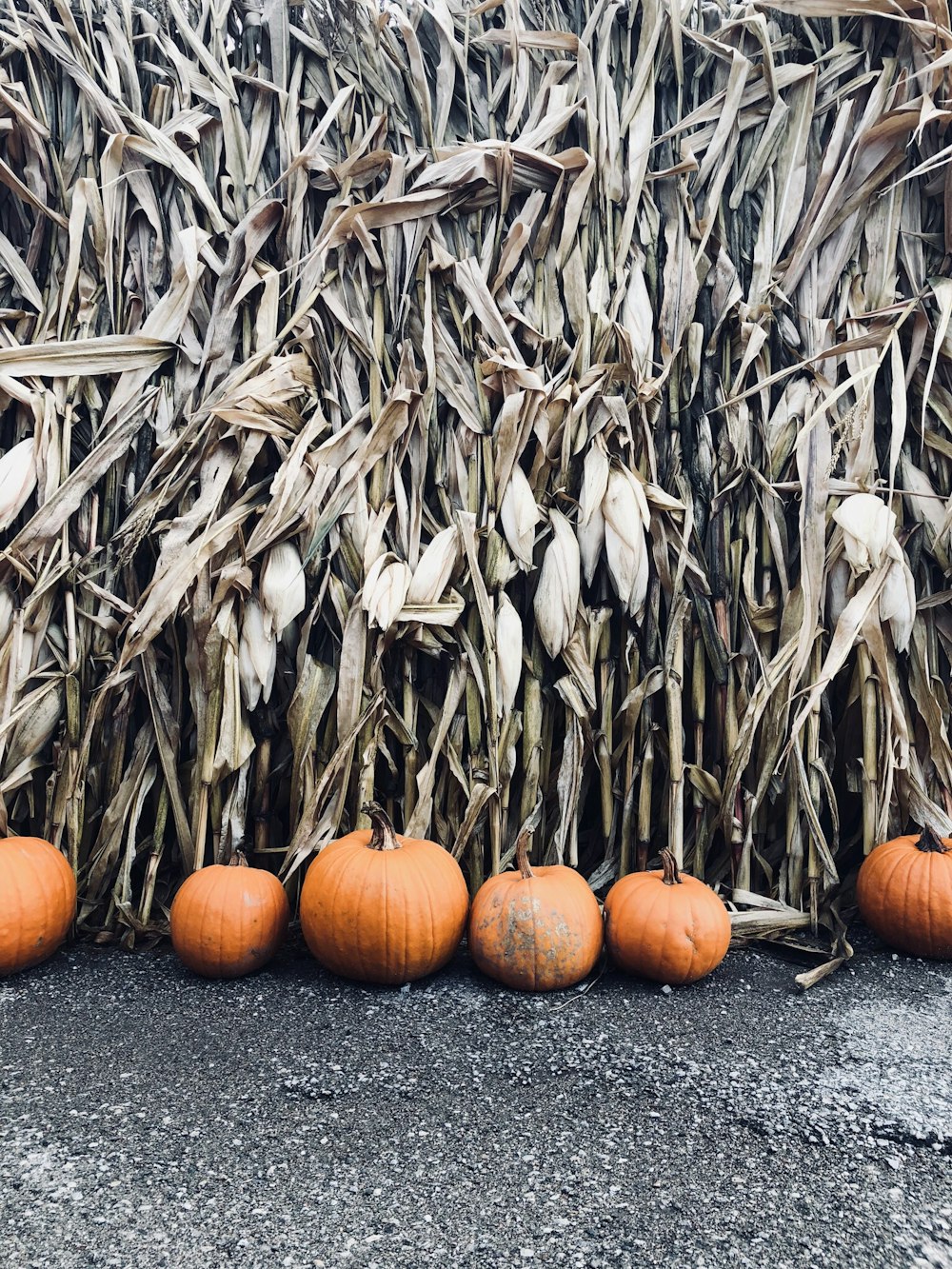 photo of pumpkin near grass