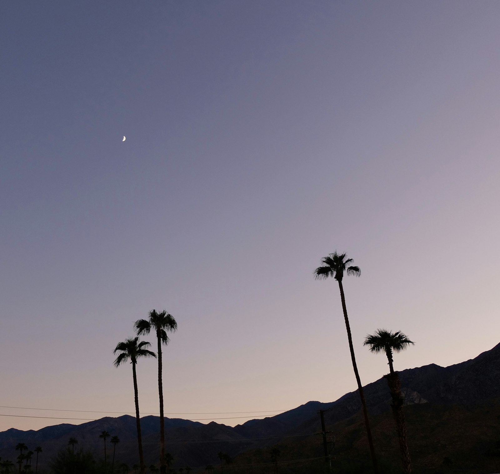 Saguaro cacti at sunset in the Sonoran desert