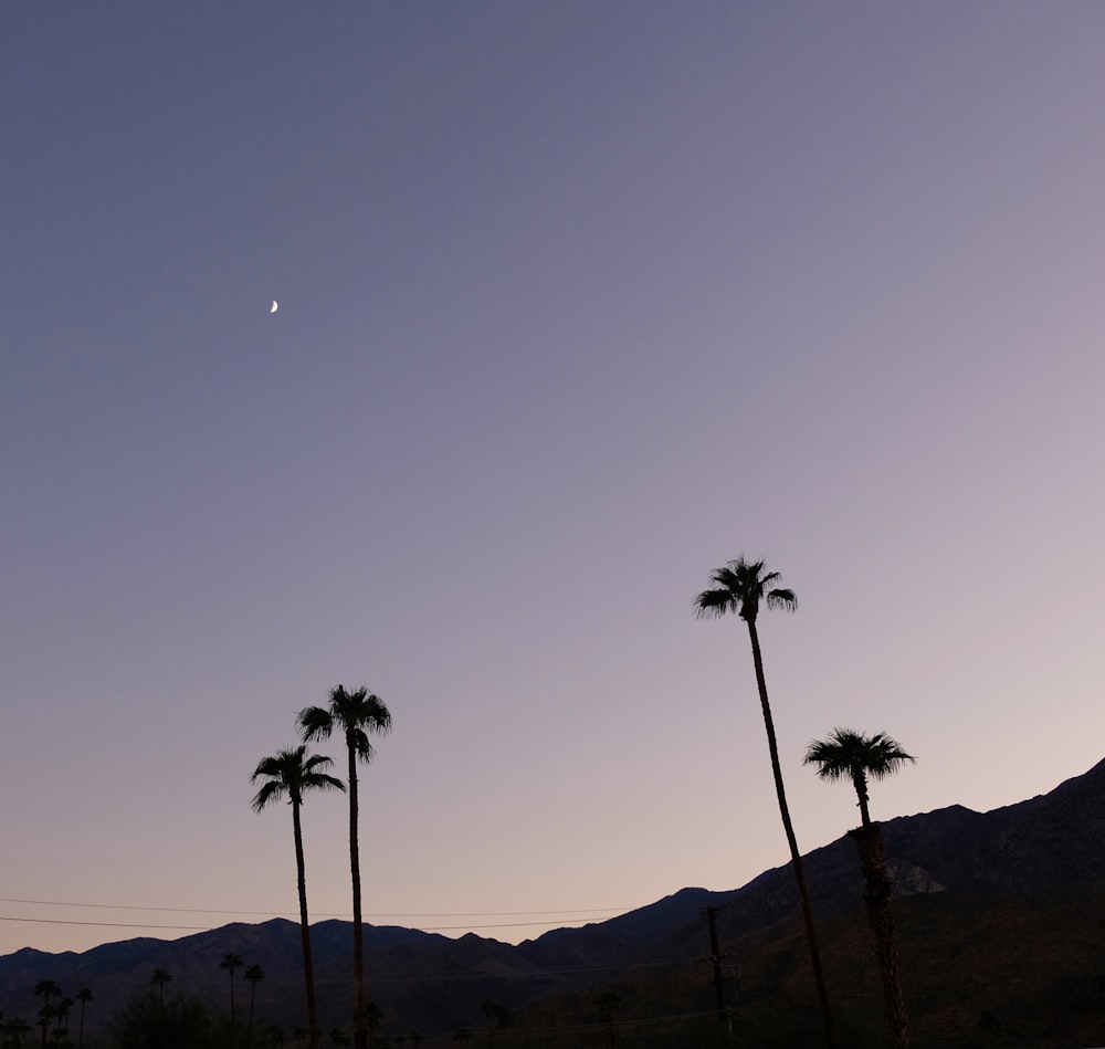 silhouette of coconut trees at dawn