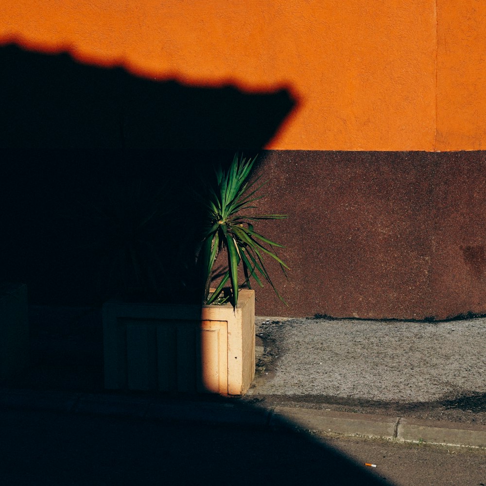 green leafed plant on brown plant box