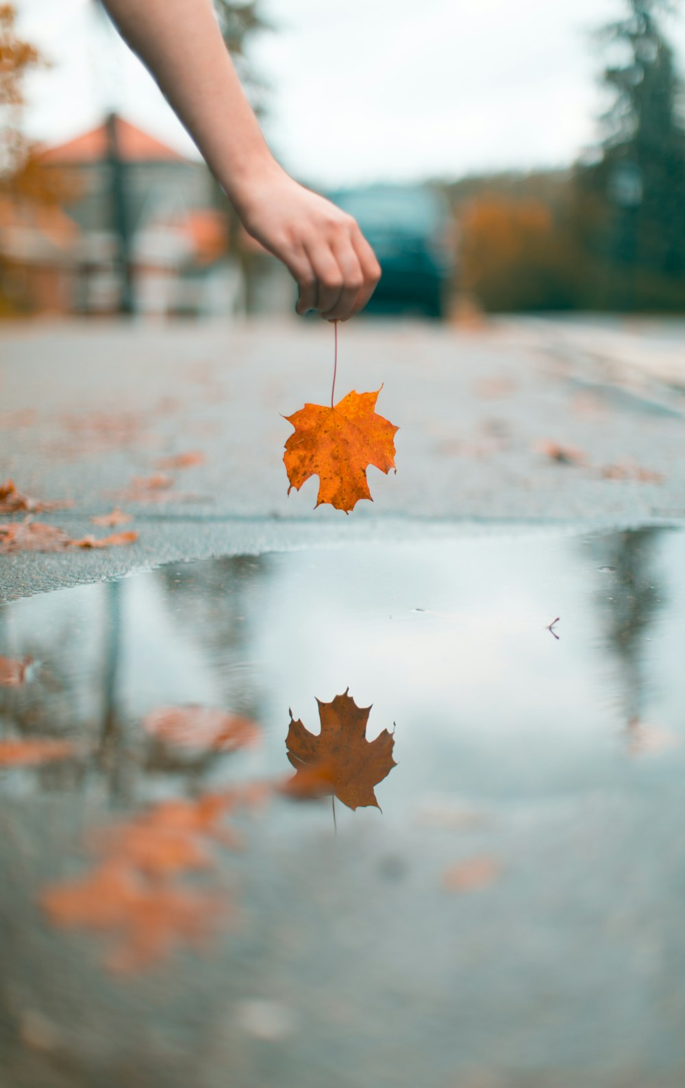 person holding maple leaf above water