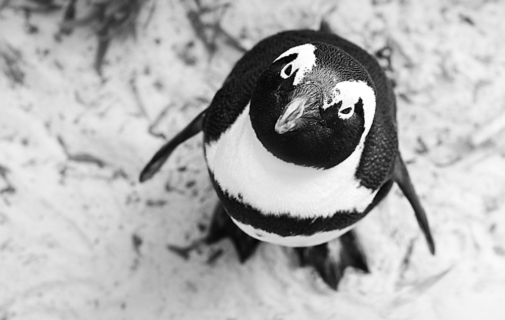 fotografia em tons de cinza do pinguim