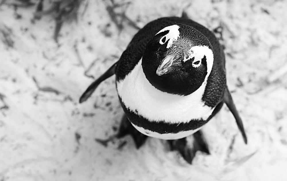 fotografia in scala di grigi del pinguino