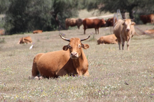 brown cattle on green grass during daytime in Sevilla Spain